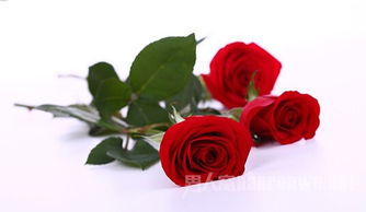 红玫瑰花代表什么样的女生？