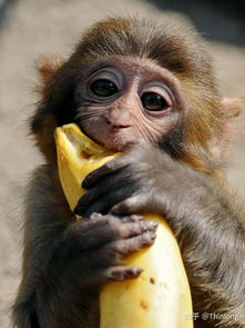 怎样让猴子不吃香蕉(怎样让猴子不吃香蕉叶)