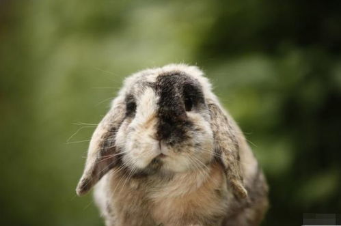 1963年 生肖兔 的一生运势,57岁后该何去何从 一切皆是命