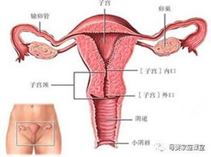 原创生完宝宝后，如果在这个“时间段”来月经，说明子宫恢复很好！