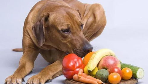 狗狗能吃西瓜子么 为什么