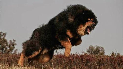2018年世界最贵的10种狗狗, 藏獒只能排第三, 第一名俗称小狮子