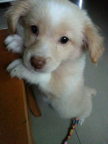 大神鉴别下狗狗,之前买的时候说是金毛,我看着也不像 现在长大很多了 三个多月吧有九斤了 