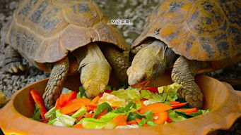 聊聊陆龟为什么得吃素要少吃肉