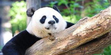 自然保护联盟称大熊猫将不再是濒危动物 双语