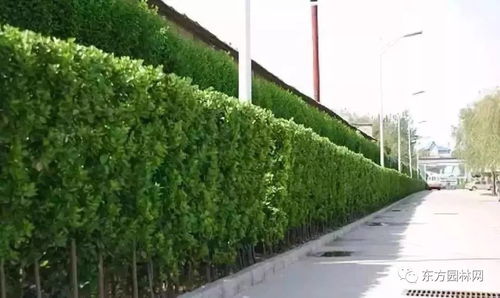 室内景观和灯具结合的植物,居住区景观设计植物配置要领?