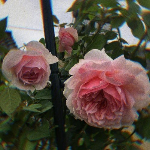 玖瑰花与月季花的区别,玫瑰和月季如何区别？