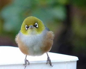 绿色脑袋的小鸟怎么看都像愤怒的小鸟,重点在眼上