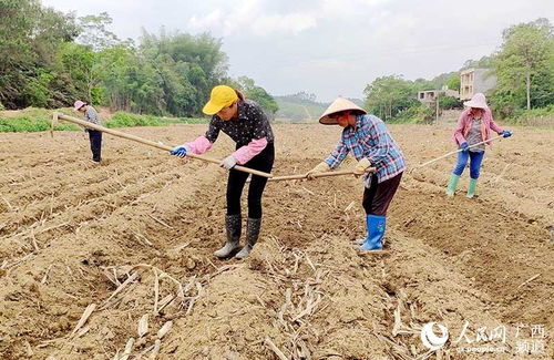 广西糖蔗种植时间-图2