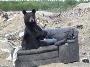 垃圾场沙发上坐着一只熊,网友感叹这货成精了 