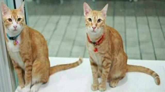 网友抱回两只橘猫,养了一年后,他一脸懵的说道 我养的到底是啥
