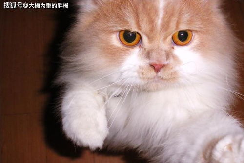 猫咪也会得膀胱炎 治疗时可从这几处着手,别再让猫咪老是憋尿了