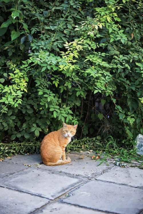 北京猫猫地图① 流浪猫间百态 北京LOOK