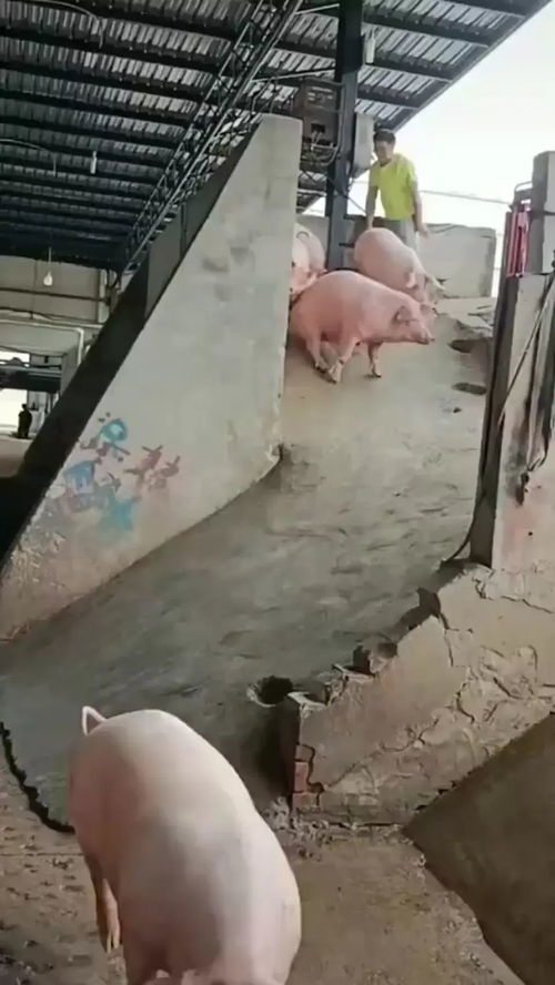 一个猪打一下啥意思哦 