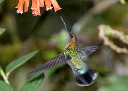 蜂鸟目 Trochiliformes 蓝色动物学 中国动物学科普 