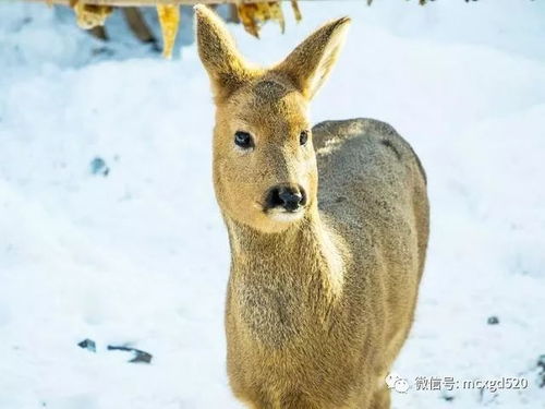 东北神兽狍子为什么叫傻狍子,知道由来的我笑了