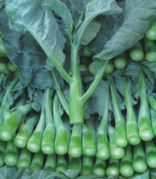 菠菜的种子长什么样,油菜种子和菠菜种子的区别？