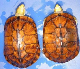 黄喉拟水龟可以干养吗？