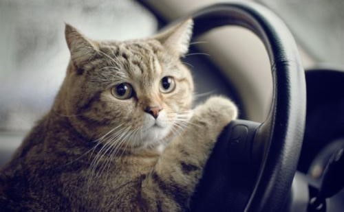 如何预防猫咪晕车