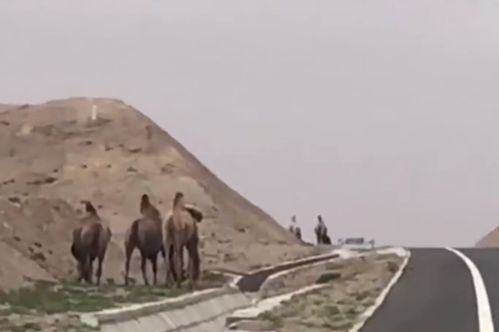 骆驼已成为阿拉善路上车辆的一个威胁 