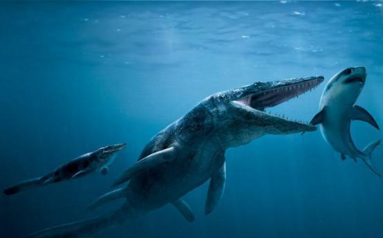 研究员拍到壮观画面,4米大白鲨猎杀10米座头鲸,只用50分钟