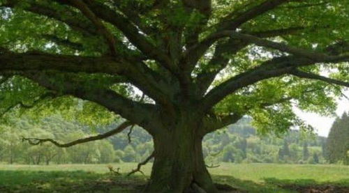 心理测试 哪棵大树最有灵性 测你这辈子还能不能出人头地 
