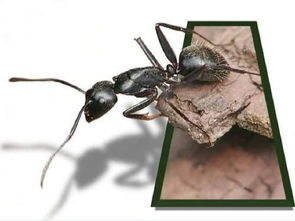 观察蚂蚁的过程中,蚂蚁总是乱跑,怎样解决观察难的问题 