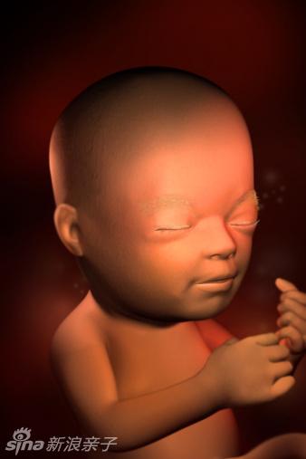 子宫中胎儿发育全过程