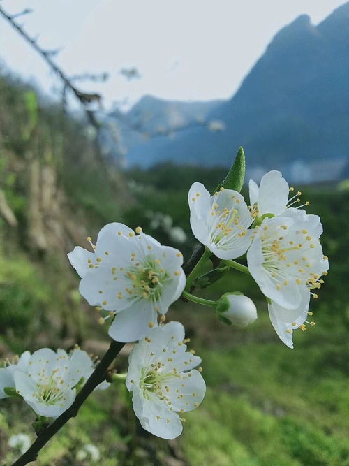 迟日江山丽，春风花草香(迟日江山丽春风花草香是什么季节)