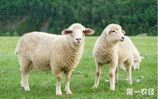 冬季绵羊要怎么管理 绵羊的冬季管理技术