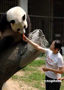 台湾女大学生到福州实习 学习照顾大熊猫 