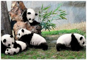 大熊猫只有中国有吗 