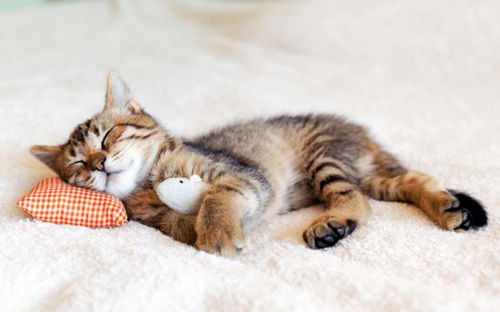 猫咪说梦话的5个理由,不只是跟做梦有关,也可能是 鬼压床 了