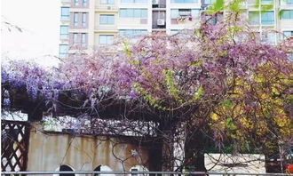 紫藤花期将要来临,全上海最美紫藤花去哪看