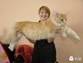 纽约第一巨猫,体型庞大像头狮子
