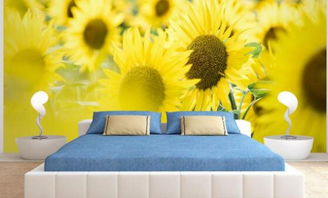 向日葵可以放在卧室吗 可以放 但是最好买观赏性向日葵 