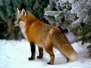 狐狸可以当宠物来养吗 狐狸是不是国家保护动物