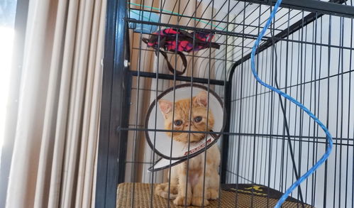刚接到家的猫主子就被关在笼子里,主子表示很不开心