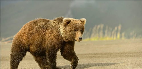 战斗民族的宠物从来没让人失望过,这对俄罗斯夫妇将一头熊当宠物