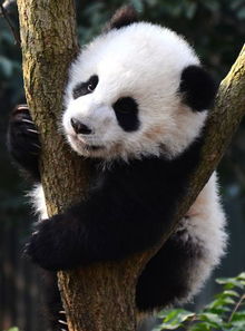 熊猫又不是只会拍黑白照片