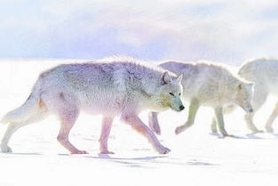 做梦梦见一群白狼是什么意思 周公解梦 