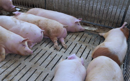 农村人养猪为何要 劁猪 , 阉割后 的猪肉更好吃吗