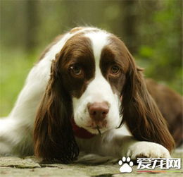 史宾格犬如何训练 充足的运动量可以消耗狗的精力