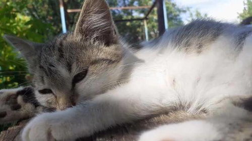 猫咪一天到底睡多长时间才算正常 它怎么这么能睡呢