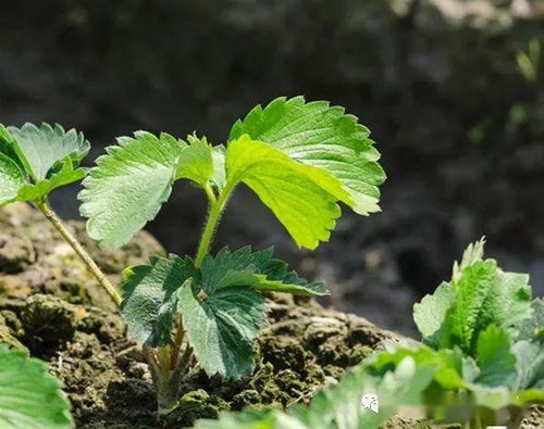 草莓苗不长匍匐茎怎么办