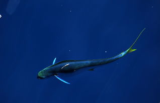 Beautiful dolphinfish in South Sea Chinadaily.com.cn 