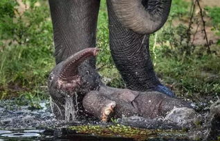 小象贪玩在玩水不愿赶路,被象妈妈一个长鼻卷走
