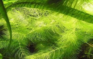 金鱼藻是藻类植物吗,金鱼藻是藻类植物吗