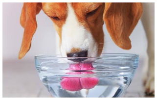 老年犬突然饮水量变大,这是身体出状况了吗 喝多少水才算是健康