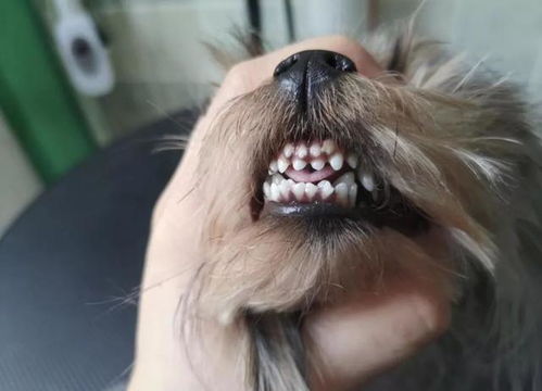 小狗长牙换牙都会难受,咬人可能是这时形成的坏习惯